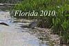 Alligator photo